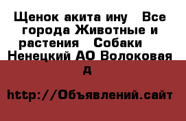 Щенок акита ину - Все города Животные и растения » Собаки   . Ненецкий АО,Волоковая д.